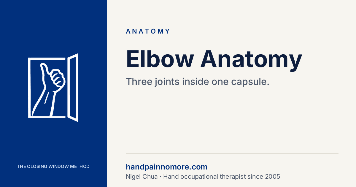 Elbow Anatomy: Three Joints in One, and Why It Stiffens