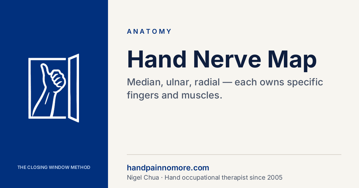 Hand Nerve Map: Which Finger Belongs to Which Nerve