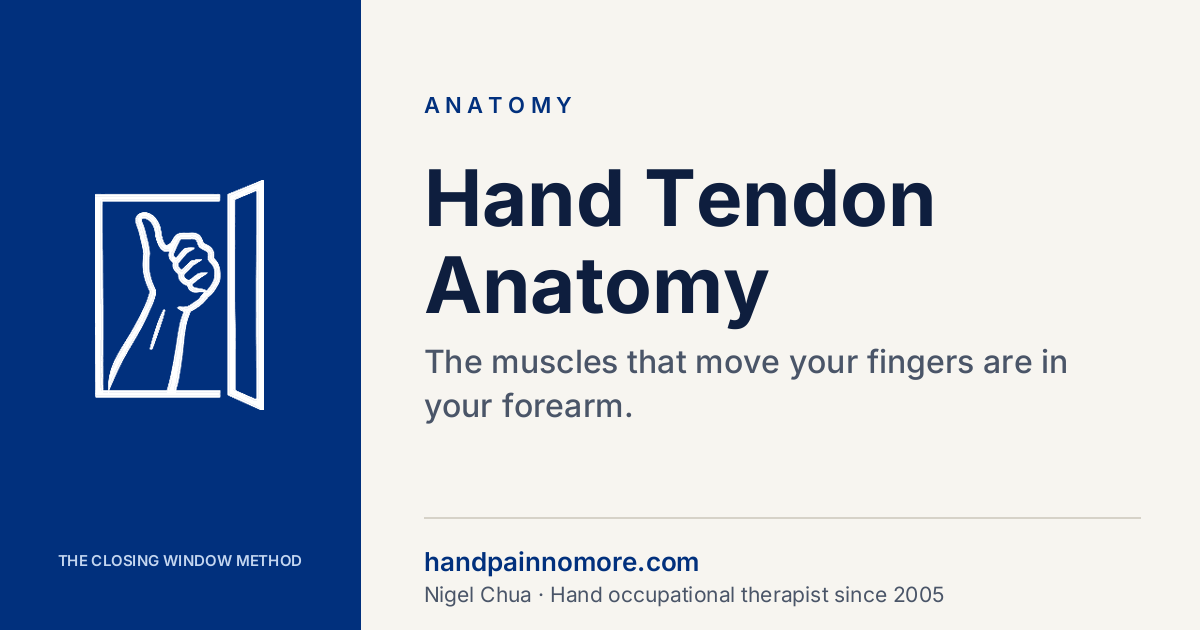 Hand Tendon Anatomy: Flexors, Extensors and Your Symptoms