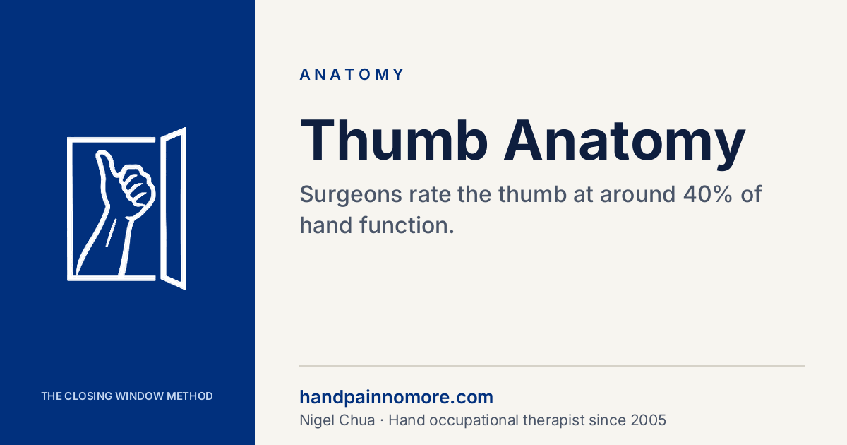 Thumb Anatomy: Why One Digit Is 40% of Your Hand