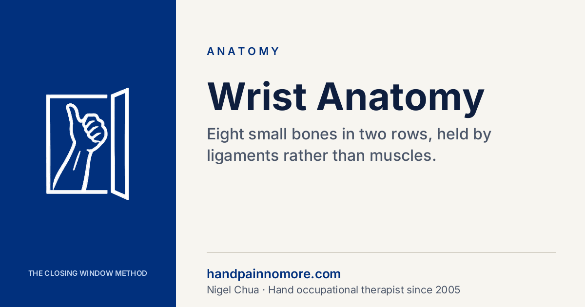 Wrist Anatomy: The 8 Carpal Bones and the 4 That Matter